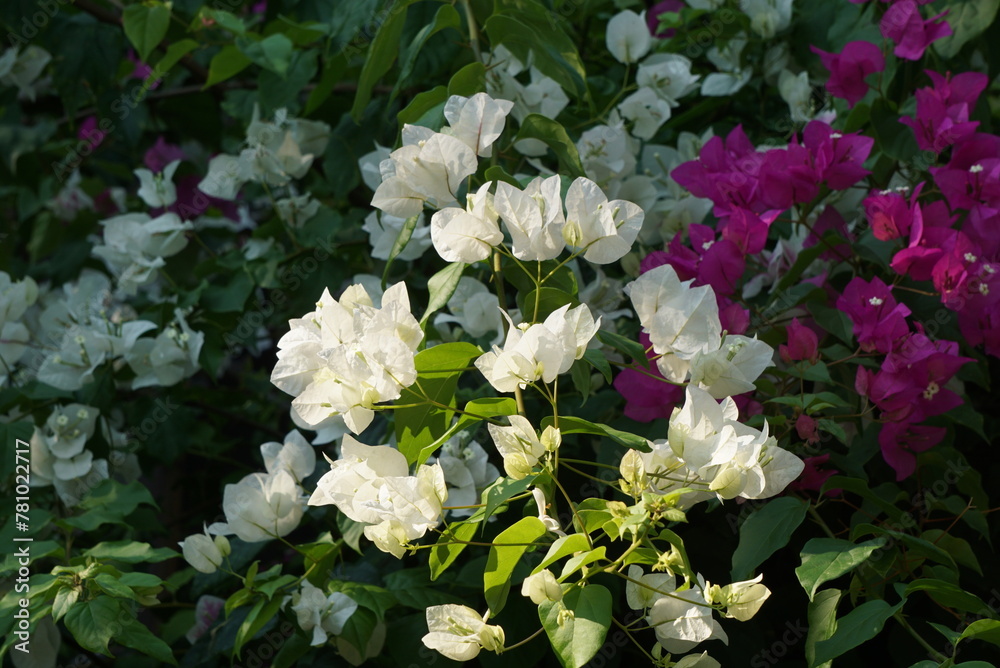 Beautiful flowers in summer bougainvillea photo Beautiful flowers in summer bougainvillea photo