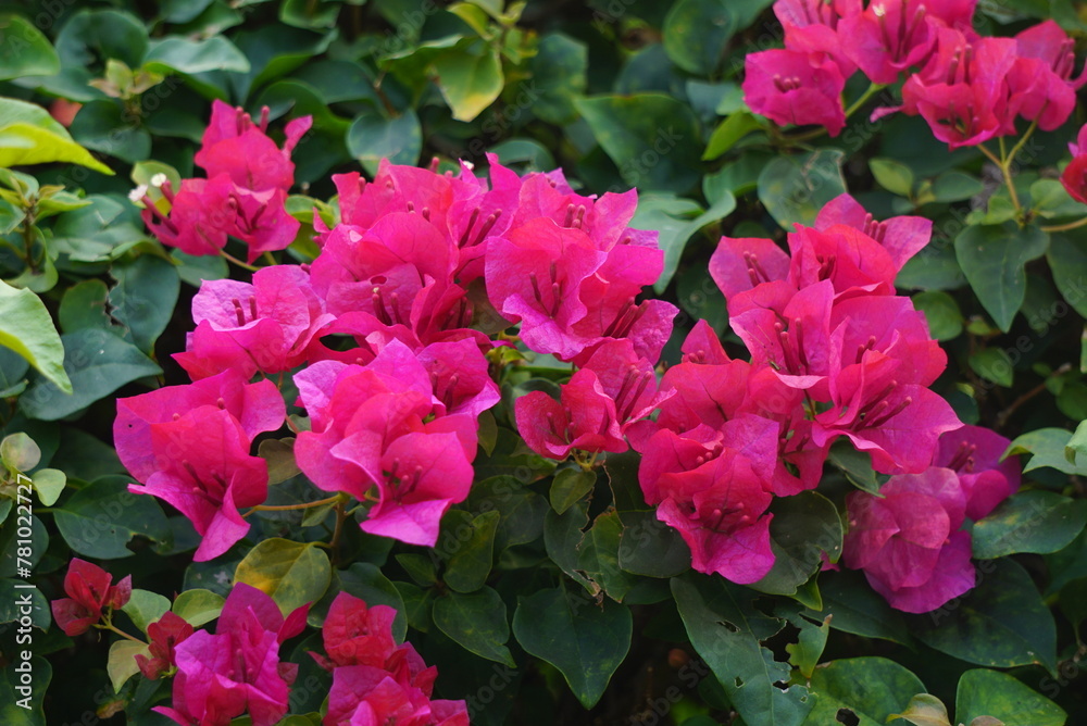 Beautiful flowers in summer bougainvillea photo