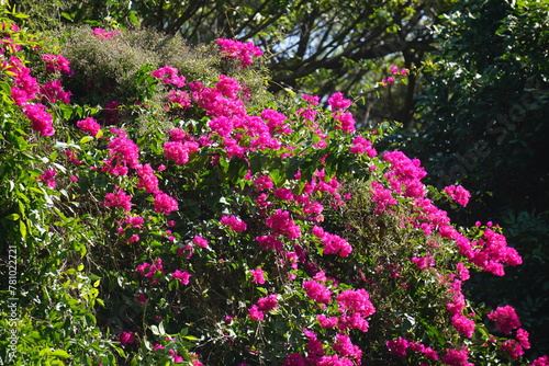 Beautiful flowers in summer bougainvillea photo