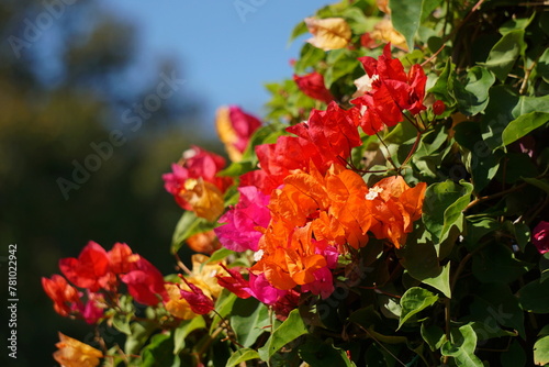 Beautiful flowers in summer bougainvillea photo © AMORNRAT