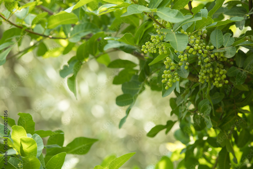 Pink pepper molle tree filled with fruits Pink pepper molle tree filled with fruits