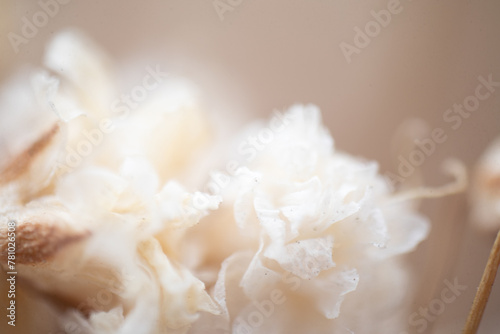 White Flower macro photography abstract art  © natrocfort