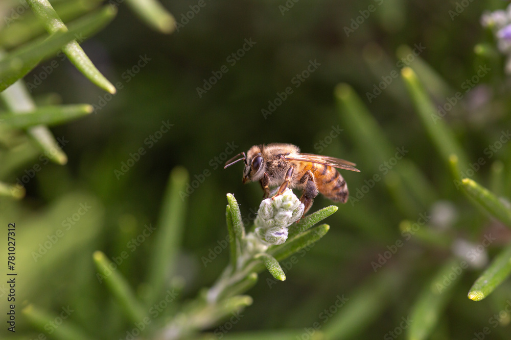 Striped honey bee flying bug on a rosemary blooming flower Striped honey bee flying bug on a rosemary blooming flower