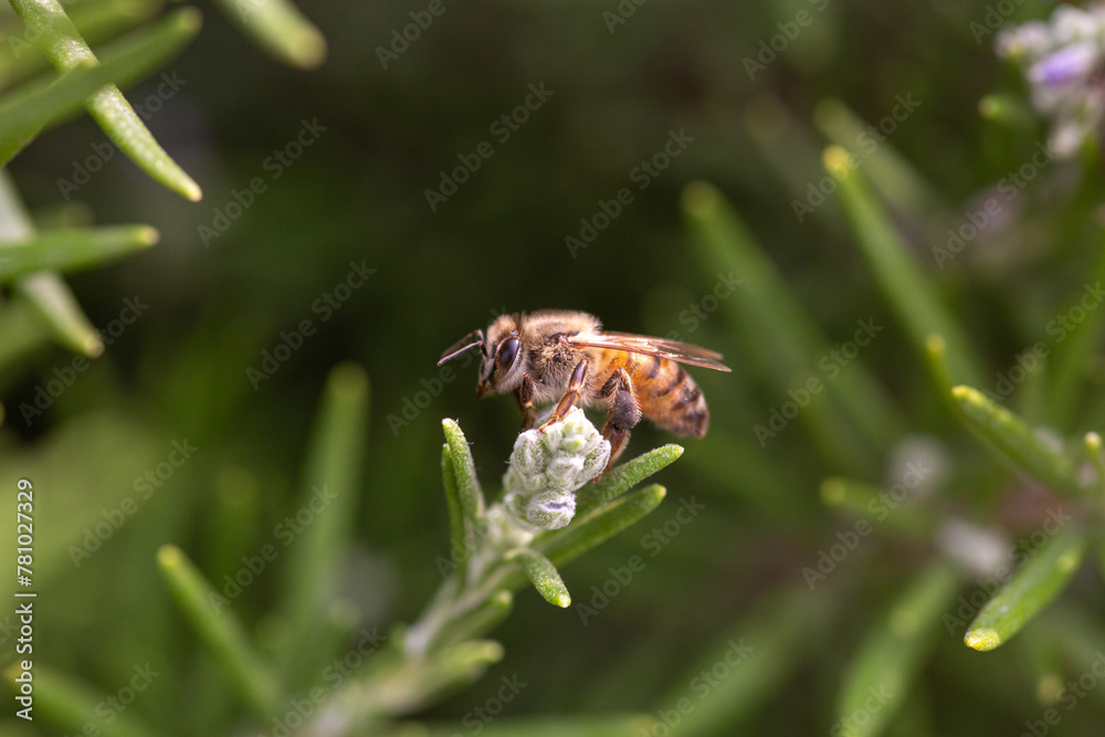 Striped honey bee flying bug on a rosemary blooming flower Striped honey bee flying bug on a rosemary blooming flower