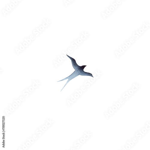 Swallow, martlet. Clear white sky, bird in natural habitat. Barn swallow flying, wings spread. Hirundo rustica on white background. Wildlife. Tattoo design, watercolor art, wild animals, free