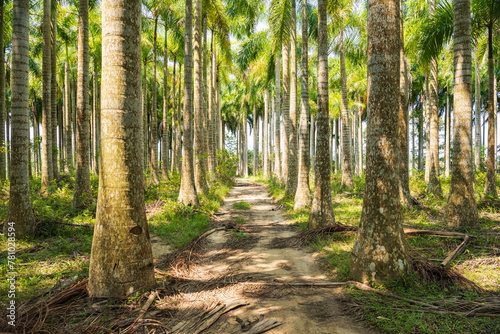 Palm tree jungle near Muse Lake in Qiongzhong  Hainan  China