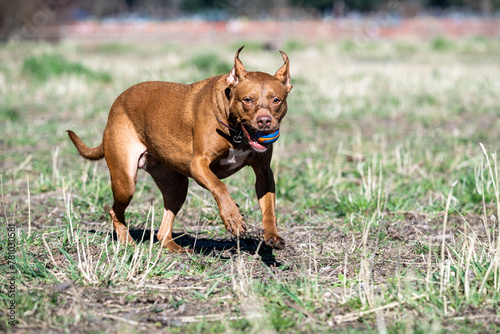 Happy pitbull playing fetch with a ball in an off leash dog park on a sunny day in early spring, running fast 