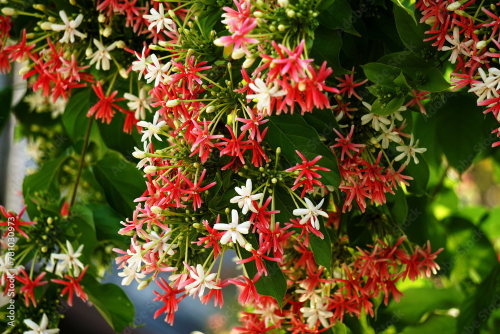 Beautiful rangoon creeper flowers in summer photo. Beautiful rangoon creeper flowers in summer photo.