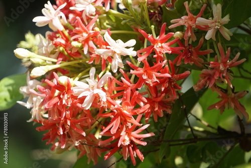 Beautiful rangoon creeper flowers in summer photo. photo