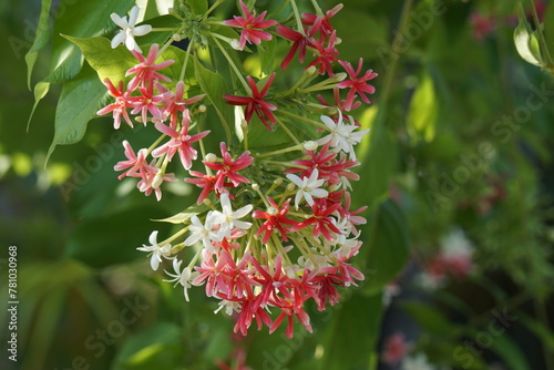 Beautiful rangoon creeper flowers in summer photo. photo