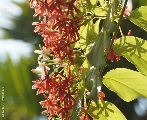 Beautiful rangoon creeper flowers in summer photo. photo