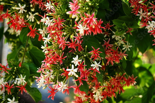 Beautiful rangoon creeper flowers in summer photo.