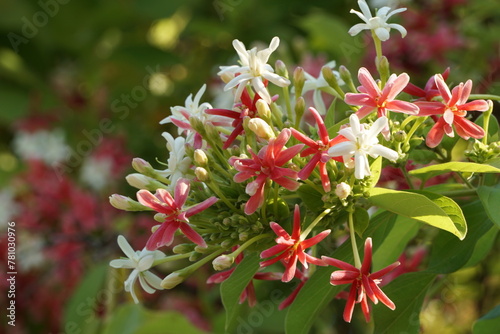 Beautiful rangoon creeper flowers in summer photo. photo