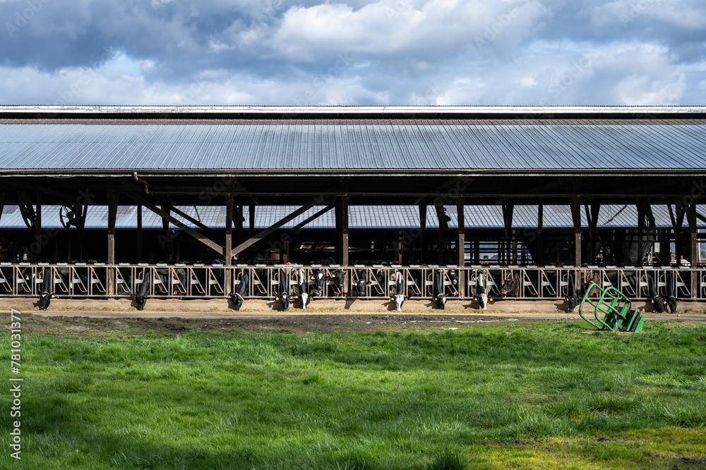 Rural dairy farm with black and white cows sticking their heads out into the feeding trough and eating hay, on a sunny spring day
Rural dairy farm with black and white cows sticking their heads out into the feeding trough and eating hay, on a sunny spring day