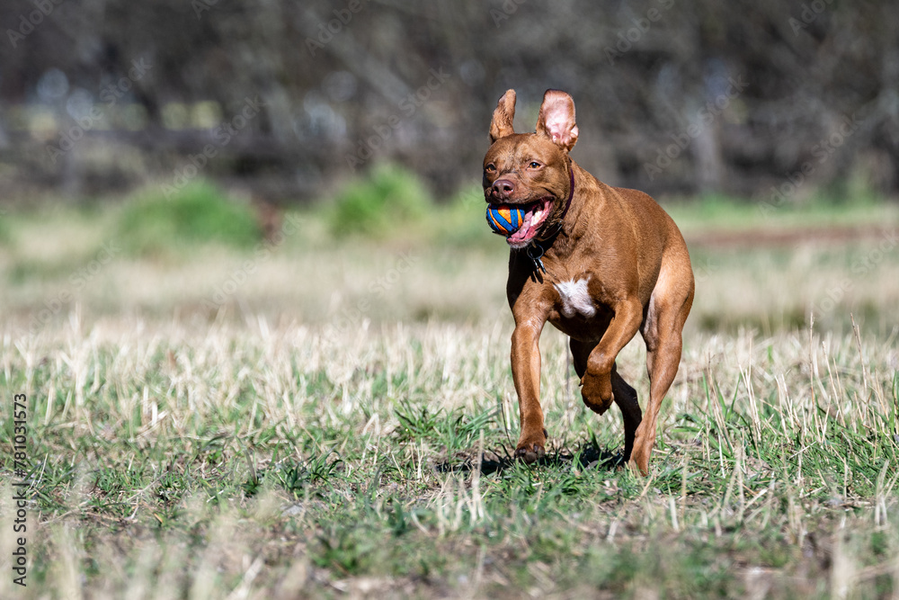 Happy pitbull playing fetch with a ball in an off leash dog park on a sunny day in early spring, running fast
Happy pitbull playing fetch with a ball in an off leash dog park on a sunny day in early spring, running fast