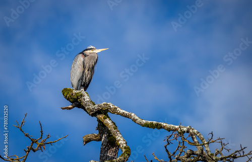 A Great blue heron 