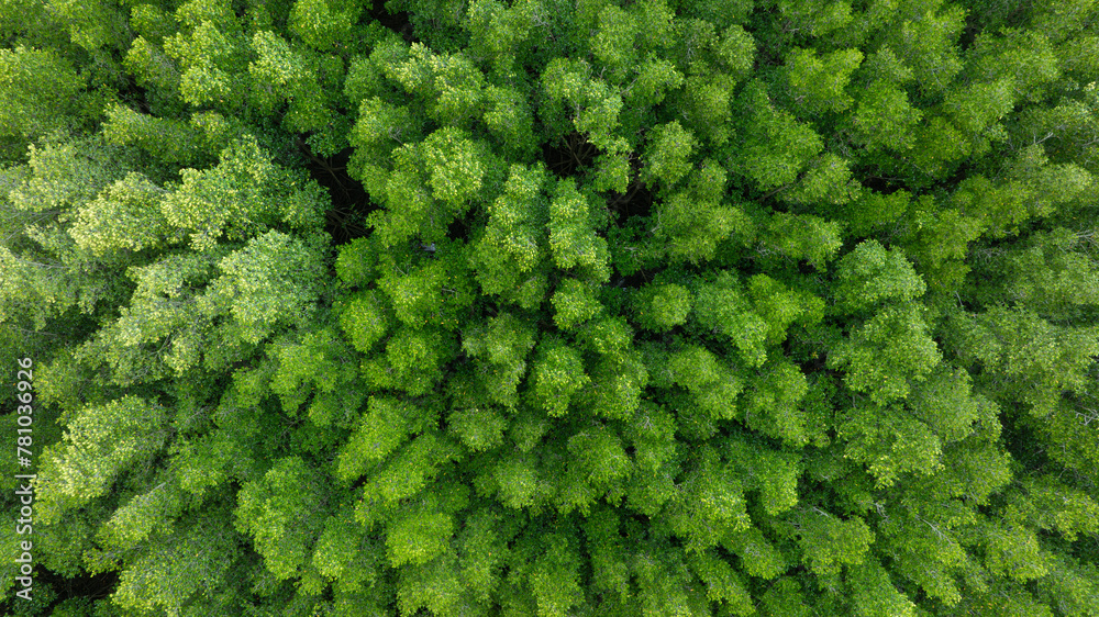 Fototapeta premium aerial view of dark green forest Abundant natural ecosystems of rainforest. Concept of nature forest preservation and reforestation 