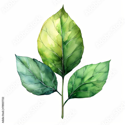 A leafy green plant with a stem and a leaf