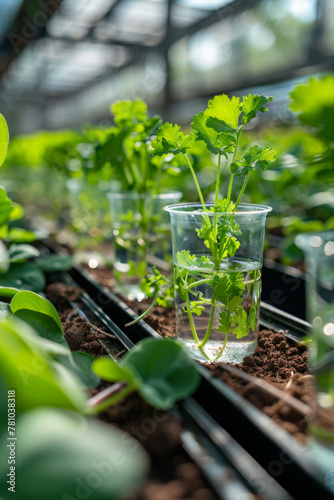 A row of plants in a greenhouse with clear plastic cups filled with water