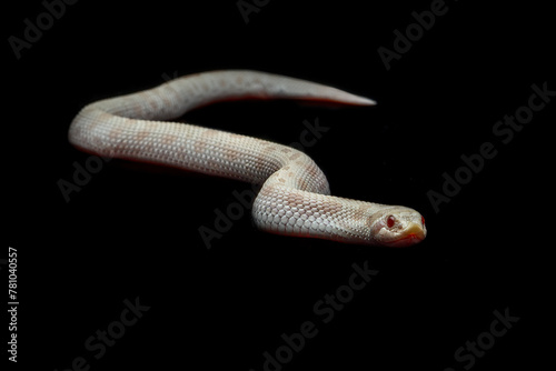 The Hognose Snake is a species of snake endemic to North America.  photo