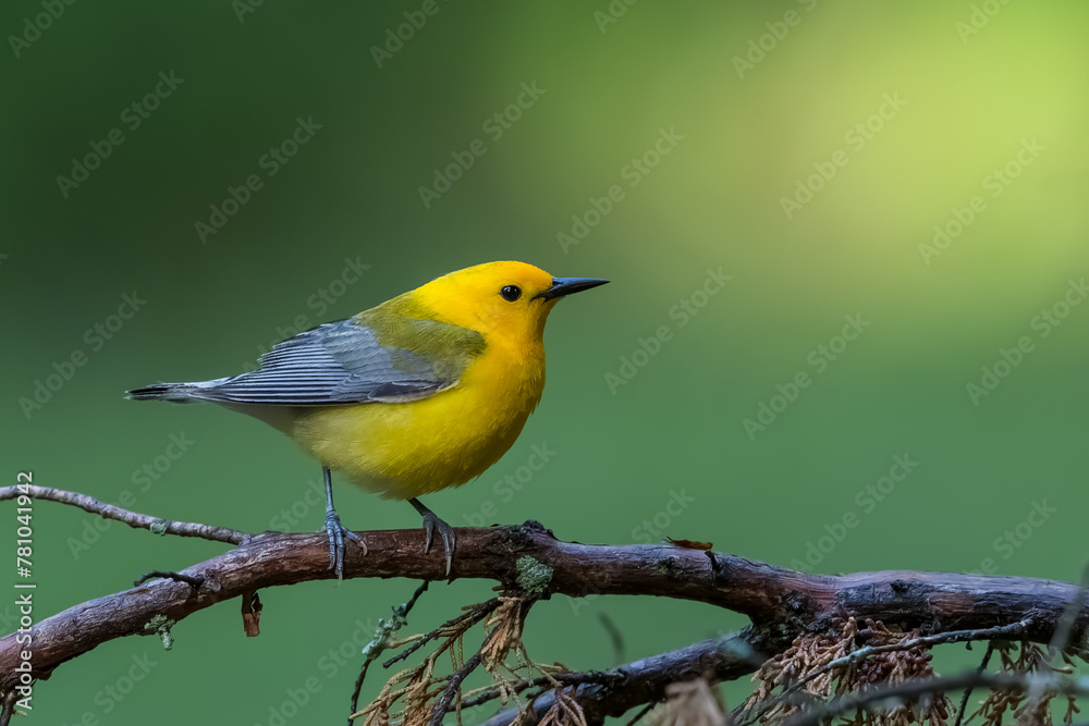 Prothonotary Warbler Prothonotary Warbler
