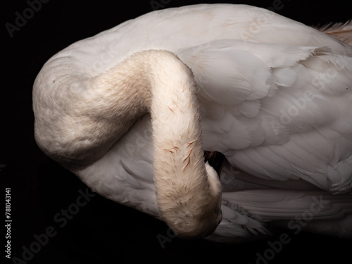 close up of a swan