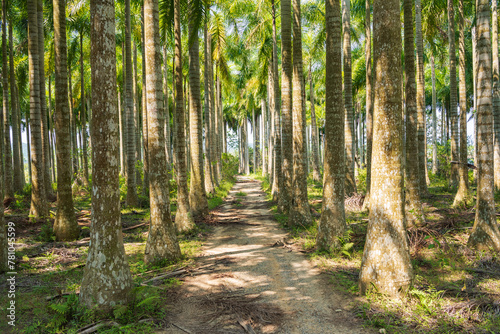 Palm tree jungle near Muse Lake in Qiongzhong, Hainan, China