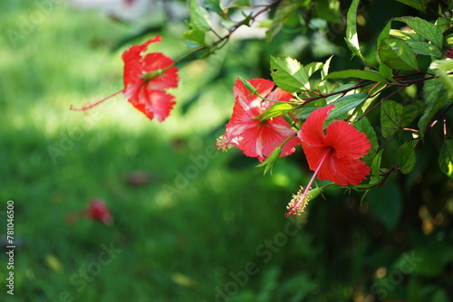 Beautiful red hibiscus flower in summer photo. 