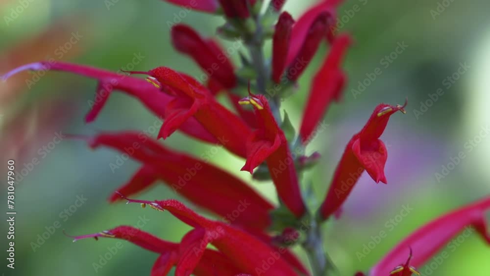 Summer sage or red salvia flowers closeup. Clip A Summer sage or red salvia flowers closeup. Clip A