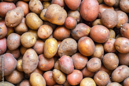 Natural organic potatoes for planting. Seed potatoes. Texture of potato tubers.