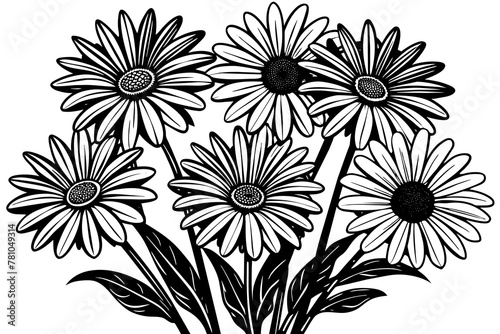 daisies-on-transparent-background-black-background 