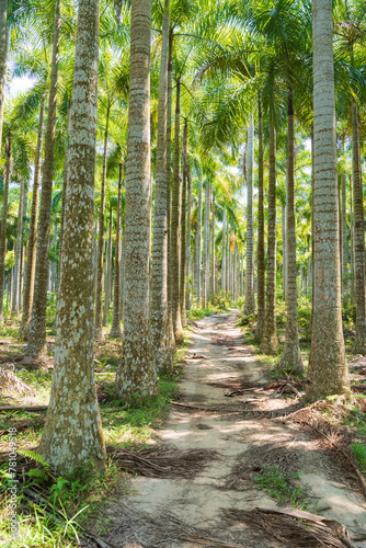 Palm tree jungle near Muse Lake in Qiongzhong, Hainan, China