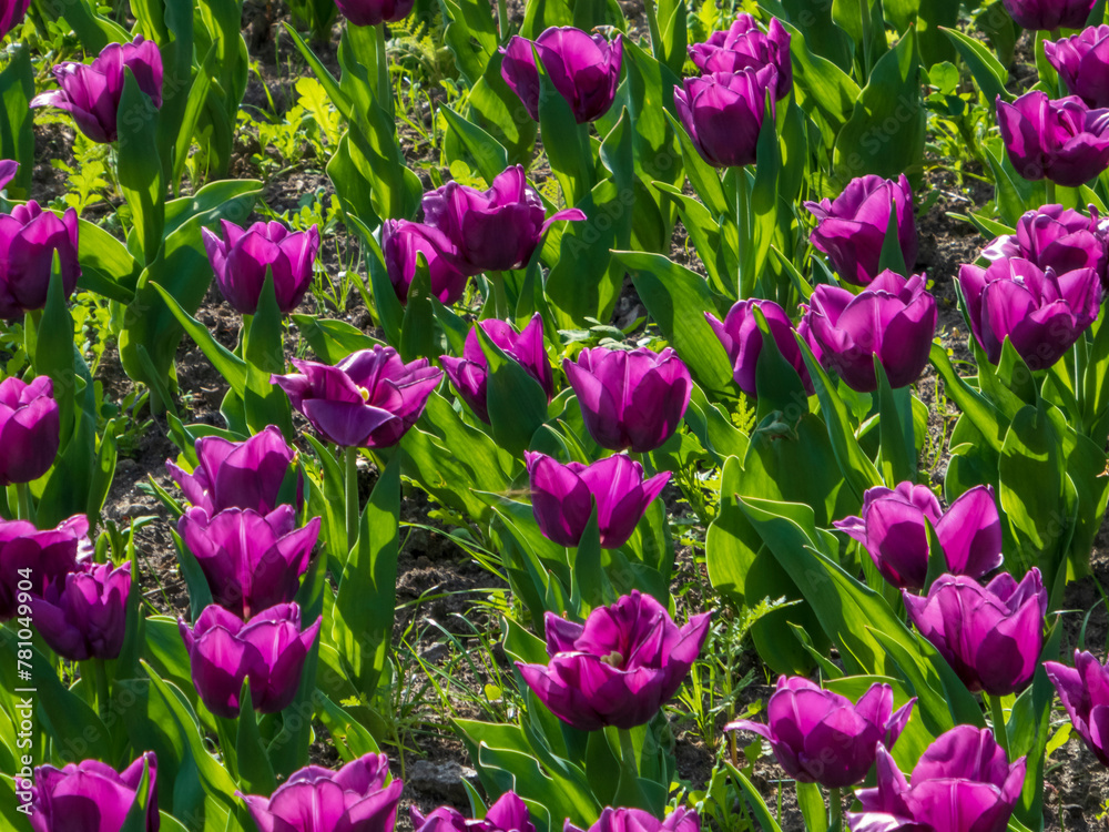 field of tulips