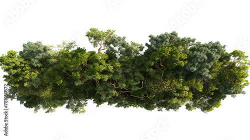 Green real trees on transparent background  Green tree isolated with cut out on forest or park