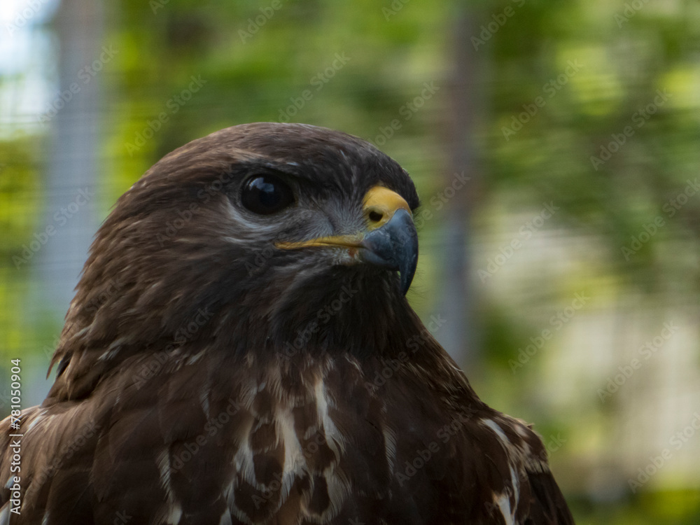 red tailed hawk