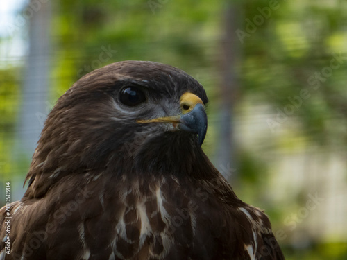 red tailed hawk © Boris