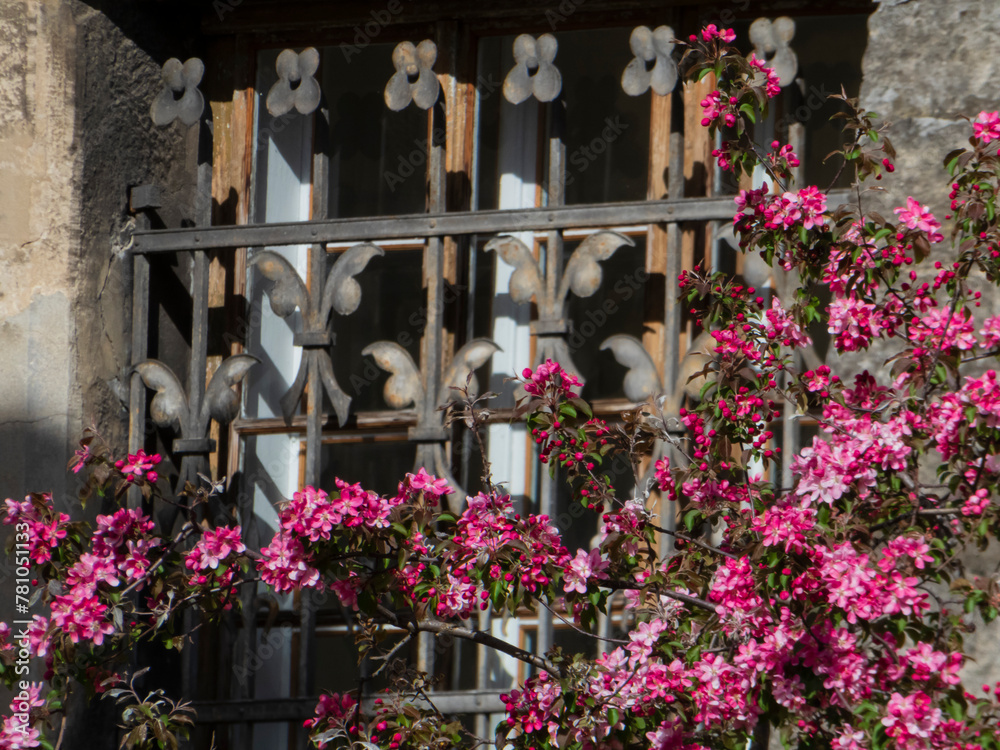 Fototapeta premium flowers in pots