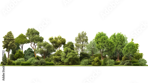 Green real trees on transparent background, Green tree isolated with cut out on forest or park