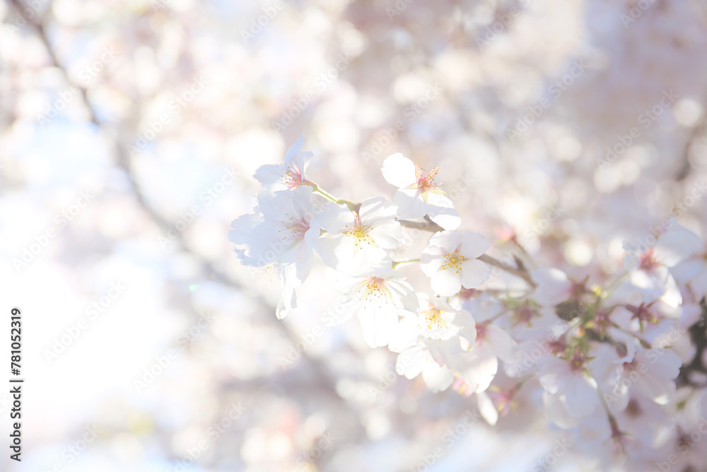 twig of Japanese cherry in bloom in spring. seasonal floral background