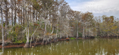 A scenic view of swamp landscape in the Lacassine Bayou in Louisiana.  photo