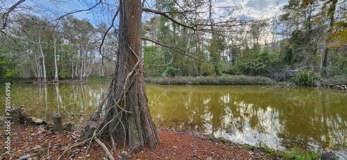 A scenic view of swamp landscape in the Lacassine Bayou in Louisiana.  photo