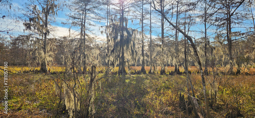 A scenic view of Spanish Moss covered Cypress Tree forest in Lake Fausse Pointe State Park in Louisiana.