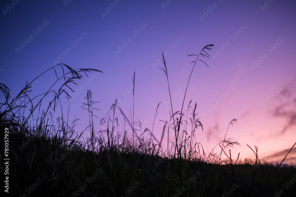 Obraz premium silhouette of a grass in the night