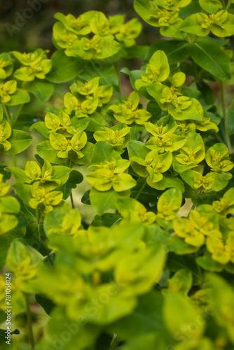 Euphoria cornigera plants in the Hermannshof Gardens in Weinheim, Germany on a spring day. photo