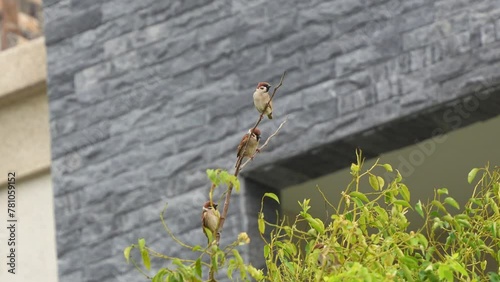 Eurasian tree sparrow, passer montanus perched on leafless tree branch in urban habitat. photo