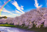 富士市・龍厳淵の満開の桜にかかる虹