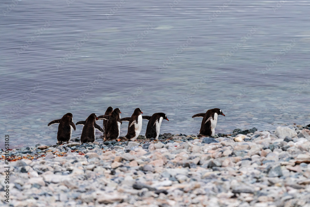 Fototapeta premium Telephoto shot of a group of Gentoo Penguins -Pygoscelis papua- walking along the rocky shore of Cuverville island, on the Antarctic peninsula