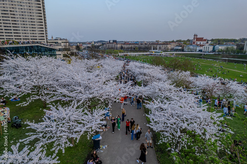 Aerial spring view of sakura blooming in Vilnius downtown, Lithuania