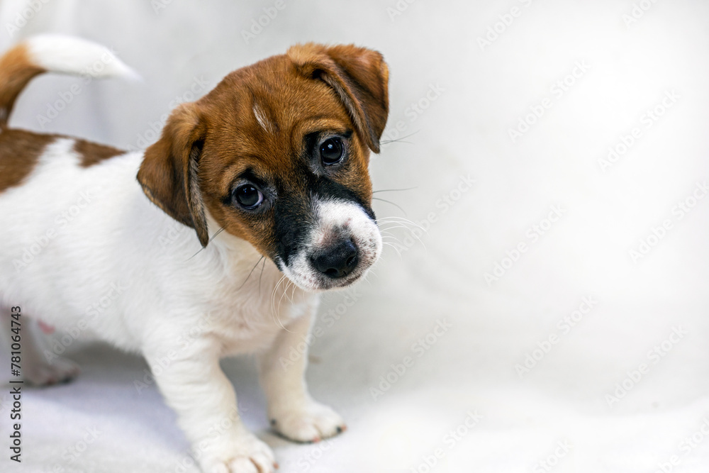 funny Jack Russell Terrier puppy. Caring for puppies funny Jack Russell Terrier puppy. Caring for puppies