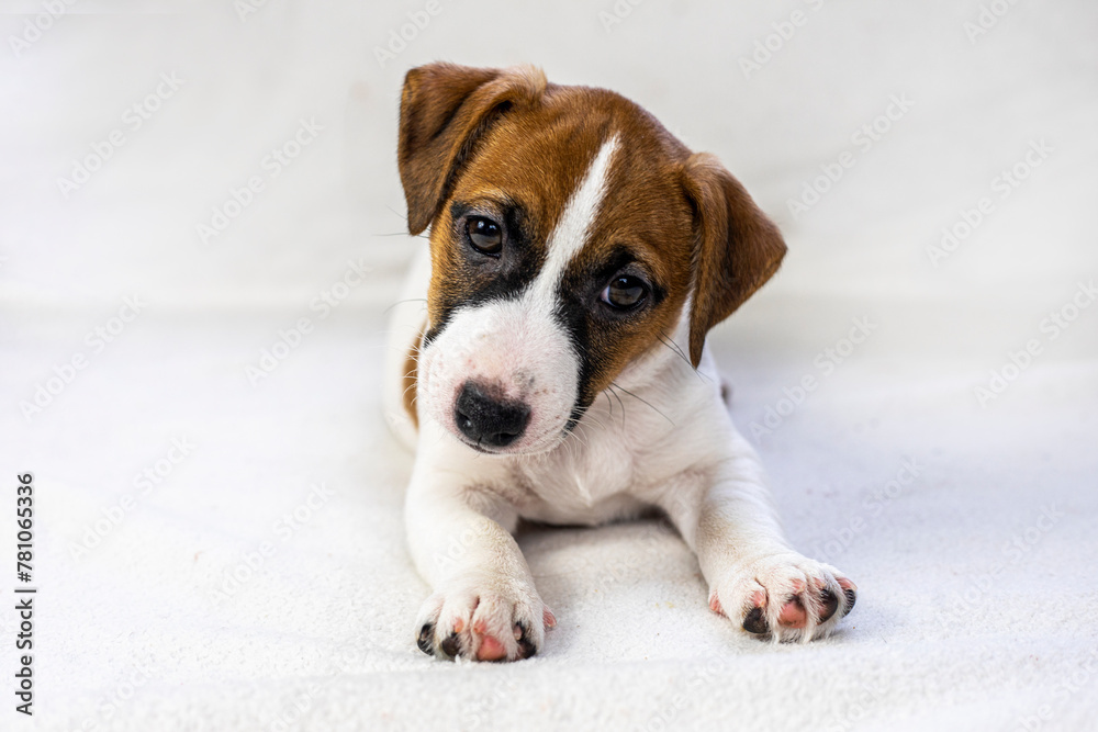 beautiful Jack Russell Terrier puppy sits on the sofa . Caring for puppies. Daily regime